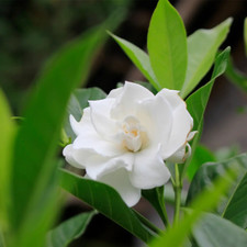 Gardenia Type Soap / Candle Making Fragrance Oil 1-16 Ounce  FREE SHIPPING  