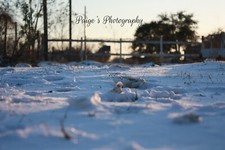 Digital Image picture wallpaper tracks in the snow photo by Paige