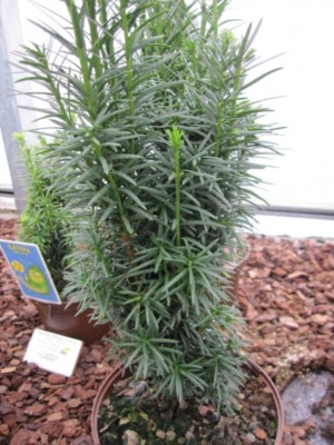 Taxus baccata fastigiata Sibirica - Suleneibe Sibirica | eBay