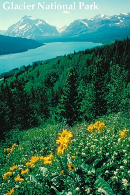 GLACIER NATIONAL PARK FLOWERS LAKE MONTANA USA AMERICAN TRAVEL POSTER REPRO