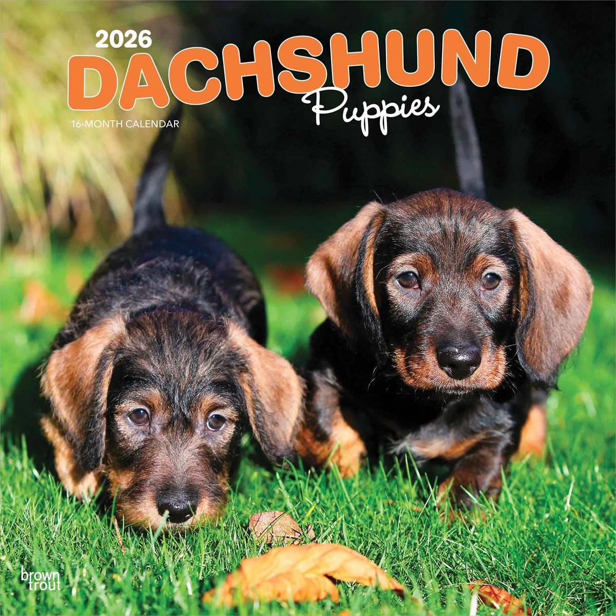 Dachshund Puppies Calendar 2026, Wall Calendars, Month To View, Dogs, Gift