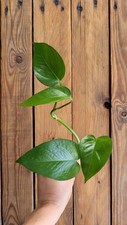 Beautiful Pothos/Devil's Ivy Cutting, Fully Rooted And Ready To Pot