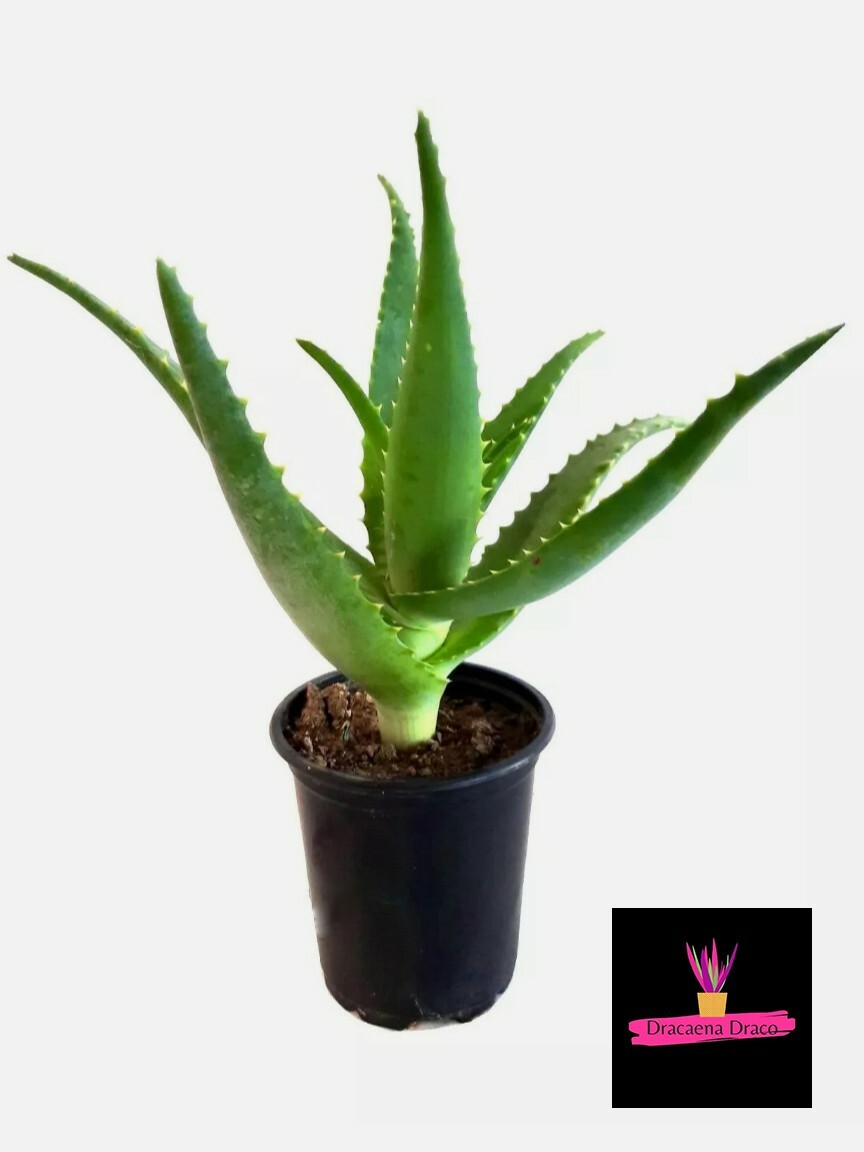 PIANTA DI ALOE ARBORESCENS Coltivate in BIO. pianta in Vaso, NO TALEA di  2anni. | eBay.de