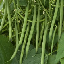 Contender Green Bean Seeds - 30+ Count - For 2025 Planting USA Garden Vegetable