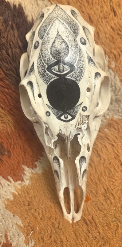 Skull White Tailed Deer Doe Hand Painted OOAK