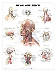 Anatomical Charts And Models