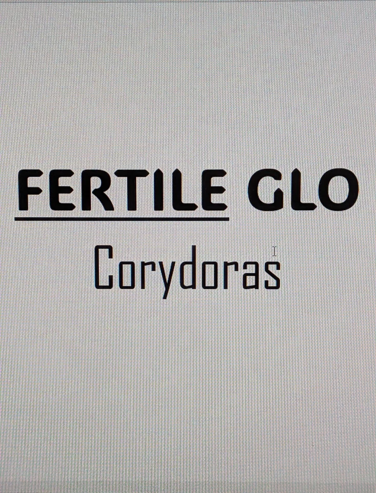 ⚡️Peces vivos GLO Corydora 26 de julio 25' escobados: amarillo/verde: ⚡️ Foto 2 de 4