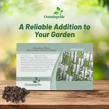 1000 Seeds Obedient Plant Seed  - Physostegia Virginiana Pink Flower Seeds