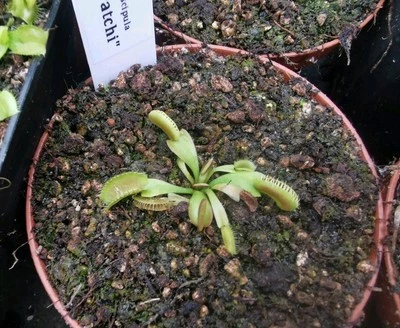 Dionaea muscipula 'GJ Maratchi', fleischfressende Pflanzen, Venusfliegenfalle, - Bild 1 von 2