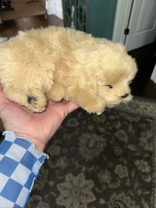 Cucciolo di Golden retriever inglese