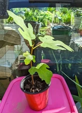 CHICAGO HARDY FIG TREE -Very Cold Hardy- Self Pollinator - 1 Plant 6" to 9" Tall