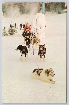 Mt Airy Lodge Alaskan Husky Dog Sled Team Poconos PA Winter Sport 1970s Postcard