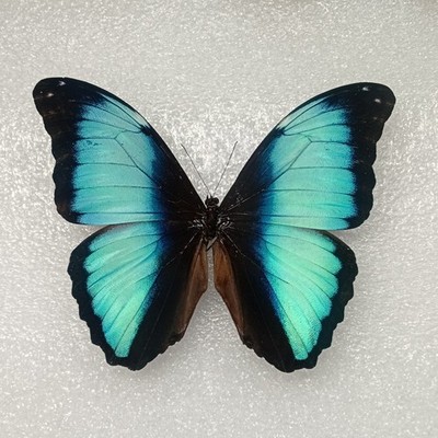 Seltener Morpho Schmetterling, Morpho deidamia, A1-, Flügel ausgebreitet, echtes Insekt, Basteln