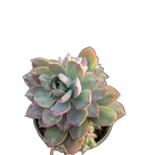 Echeveria Sp Succulent Plant
