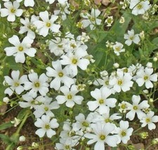 1500 Baby's Breath Seeds  Fresh Seeds   Free Shipping 
