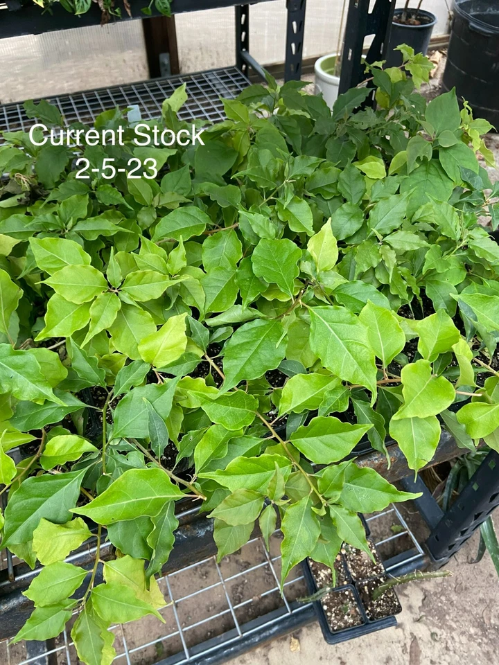 Bougainvillea - 'Flame' - Image 3 of 4