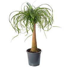 Pony Tail Palm Large Indoor House Plant Real Evergreen Nolina Tall Home Plants