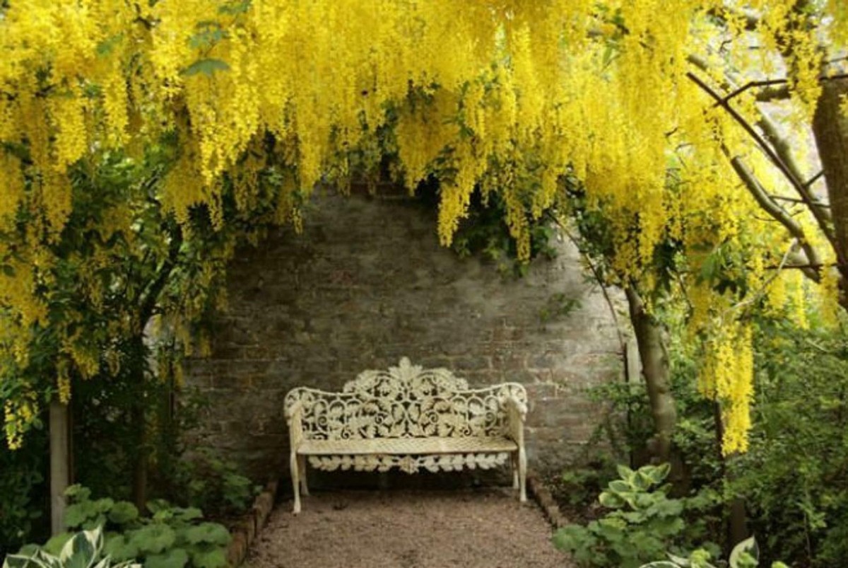 GOLDEN CHAIN TREE Goldenchain Laburnum Anagyroides - 20