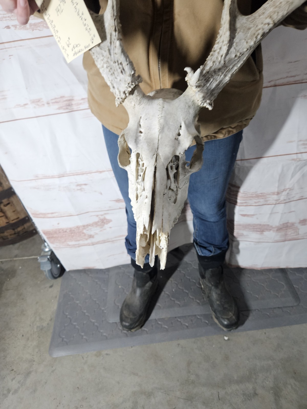 Wild 12 Point Whitetail Deer Antler Rack Horn European Skull Mount Man Cave 142"