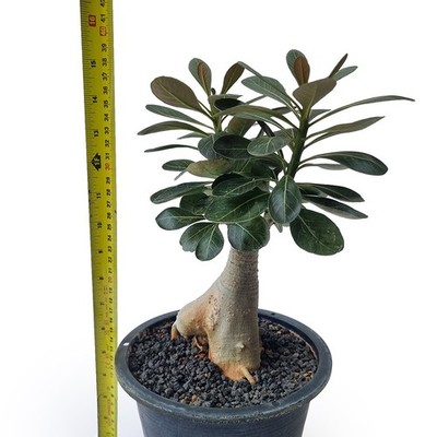 Adenium socotranum (F71) for sale by Little One Plant Nursery