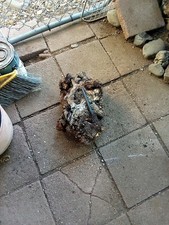  A3 Beautiful Red Birdseye Manzanita Root Burl Wood Projects