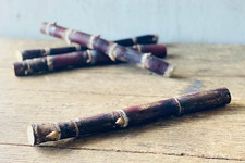 Fresh Purple Sugarcane Stalk, 10 Inch Length, Multiple Growth Nodes, Natural Raw