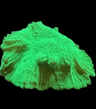 Live Soft Coral Leather Toxic Green Cabbage 1.5"+