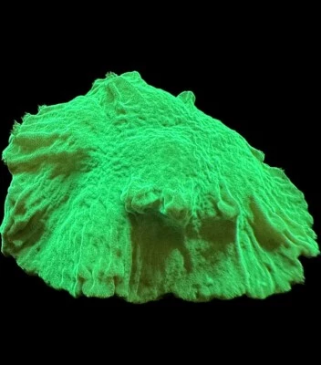 CORAL AQUA CULT Live Soft Coral Leather Toxic Green Cabbage 3/4"+