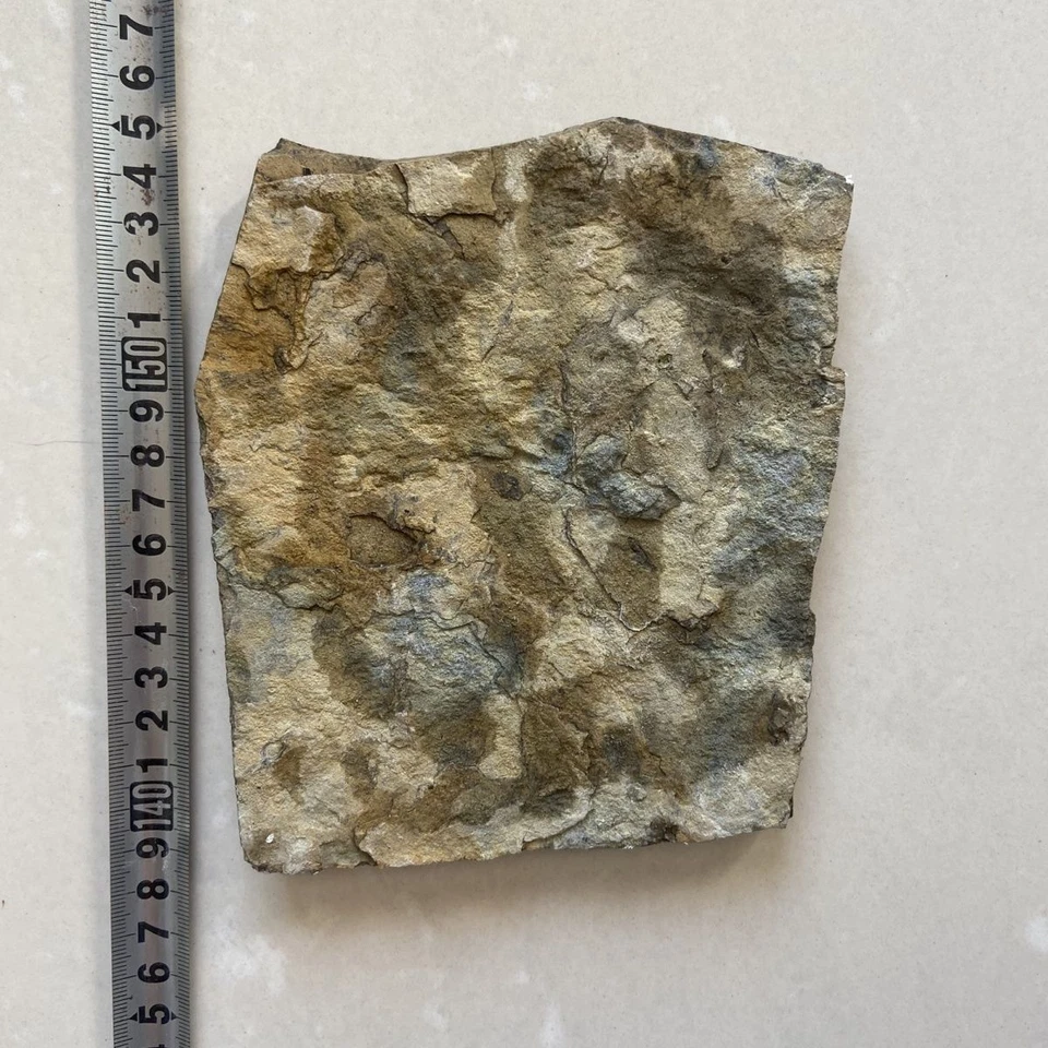 #10766.Jurassic Paleontological Fossil Manchurian Turtle Fossil - Image 3 of 3