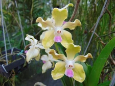 Vanda tessellata var. semi-alba Bloom size 3" basket LARGE PLANT