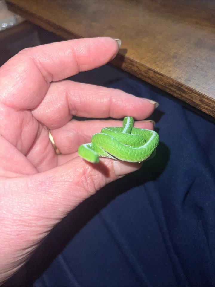 Wild Republic K&M Árbol Esmeralda Boa PVC Juguete Serpiente Verde Foto 3 de 4