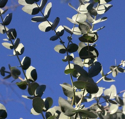 Eucalyptus cinerea | Silver Dollar Eucalyptus | Argyle Apple | SEEDS - Silver Do