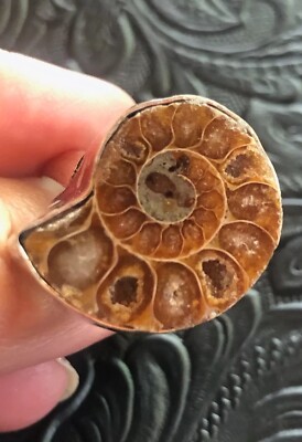 Coastal Beauty Ammonite Fossil Ring Size 8 Artisan Crafted