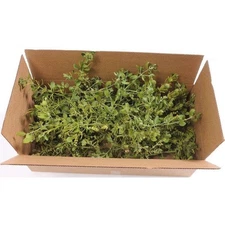 Fresh Live Mistletoe Cuttings 100% Natural  Christmas Decor Wreath Half Lb.