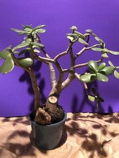 Jade Plant Crassula Ovata For bonsai. Pre-trimmed Shaping And Ship Bareroot. 001