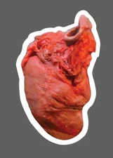 Heart Sticker Realistic Muscle Waterproof Medical Health Gift NEW