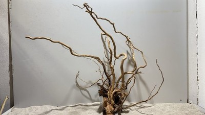 Drachenwurzel, Curl Wurzel, Aquariumwurzel,  Mangrove  #1368 L70 x T23 x H65cm