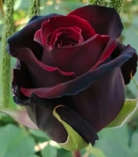 10 Red Black Rose Seeds Flower Bush Perennial Bloom Shrub Flowering Seed 1286   