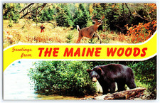 GREETINGS FROM THE MAINE WOODS BLACK BEAR DEER HUNTER  VTG POSTCARD