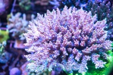 Reef Raft USA The Kraken  Coral Frag SPS Zoa LPS Paly Polyps