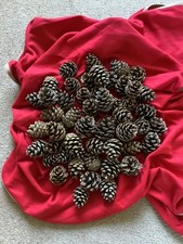 pine fir cones x 50