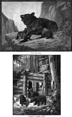 Oso Negro Charles C. Ward James C. Barba Cazador Indio Artículo Original 1882 - Imagen 3 de 3