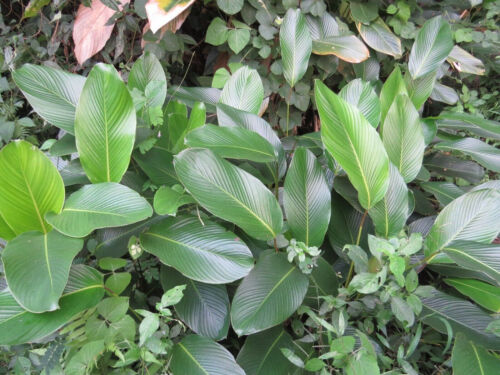 Kou - Phrynium pubinerve - Packing Leaf 5+ semi seeds samen E 264 - Photo 1/1