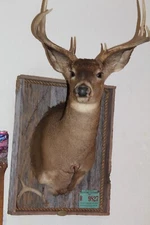 Whitetail Deer Head Shoulder Mount Taxidermy Cape Shed Antler Hunt Mule Rack