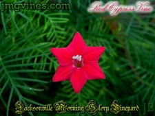 Red Cypress Vine Ipomoea Quamoclit 10 Qty