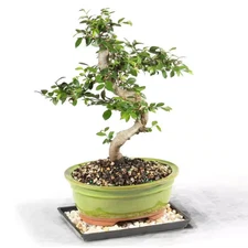 Chinese Elm Bonsai Tree Outdoor Plant in Ceramic Bonsai Pot Container, 7-Years O