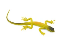 Desert Lizard, Yellow with Black, Toy Realistic Figure, Model, 4 1/2" F6105 B381