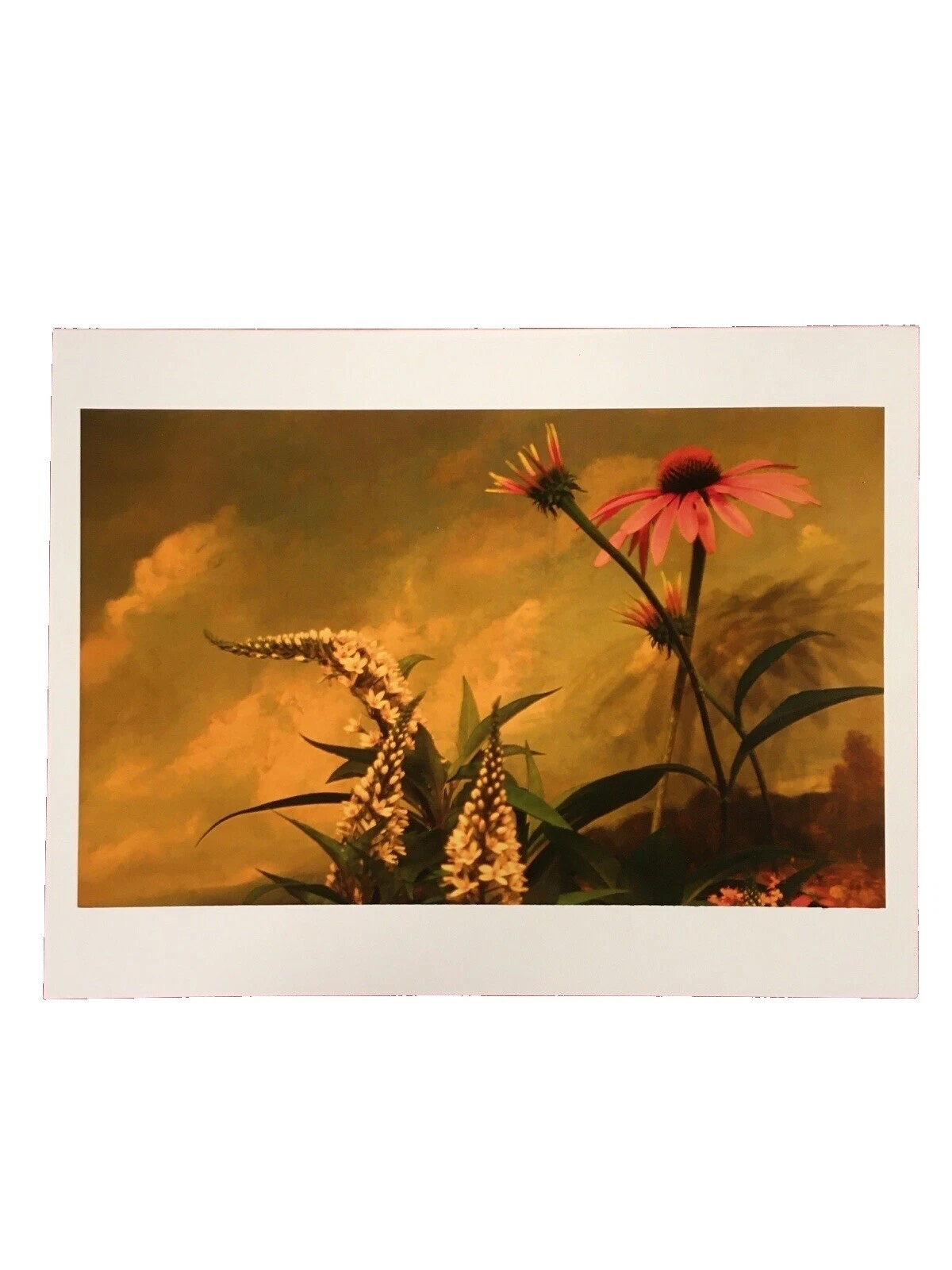 All Occasions Greeting Blank Cards