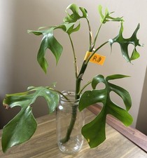 Mini Monstera Plant ‘Rhaphidophora Tetrasperma’ 35cm Tall ‘R8’