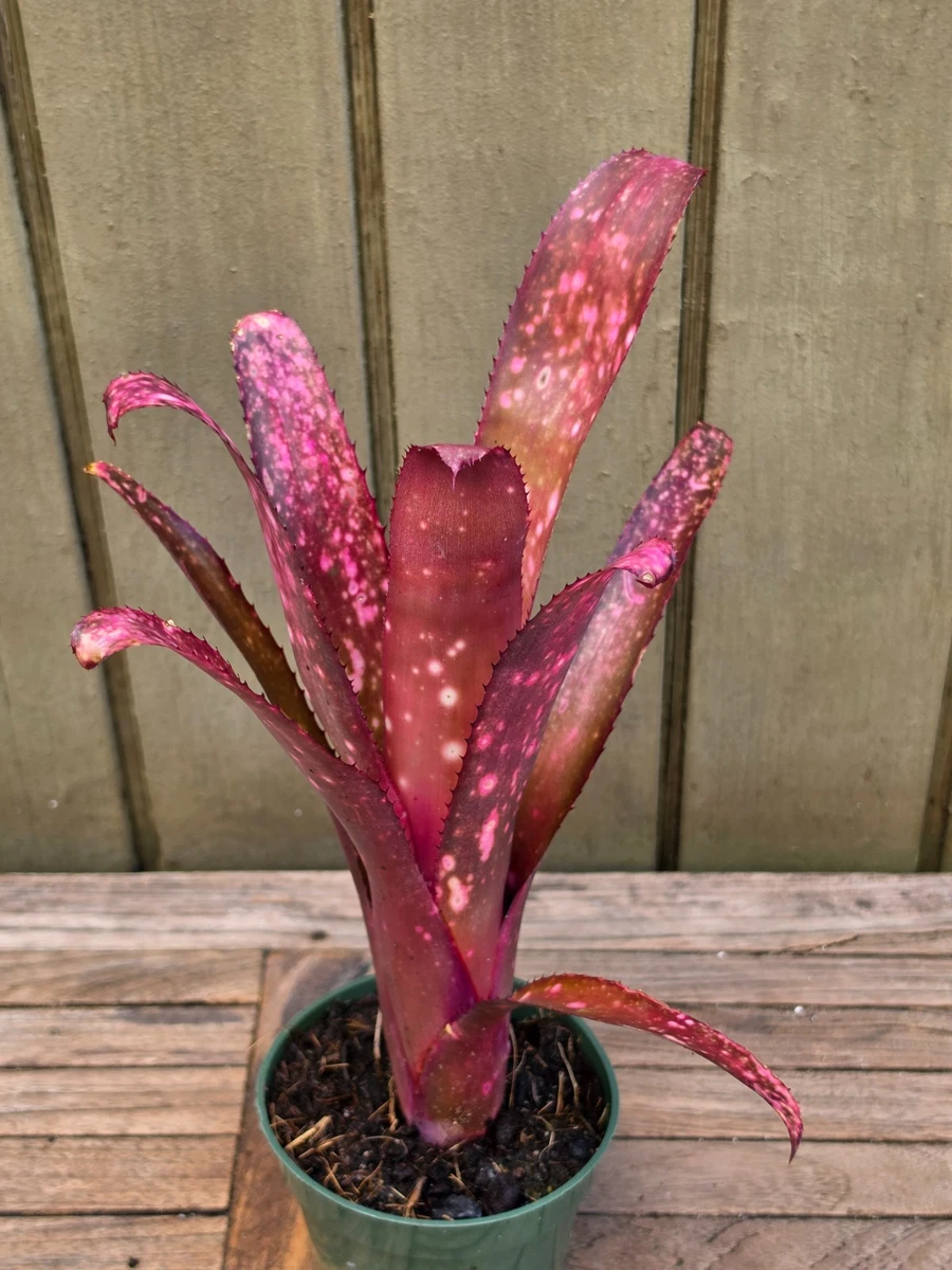 Billbergia for sale - eBay